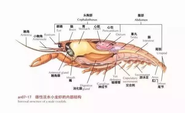 除了外壳,小龙虾体内的重金属大多集中在鳃和内脏中,而鳃和内脏主要