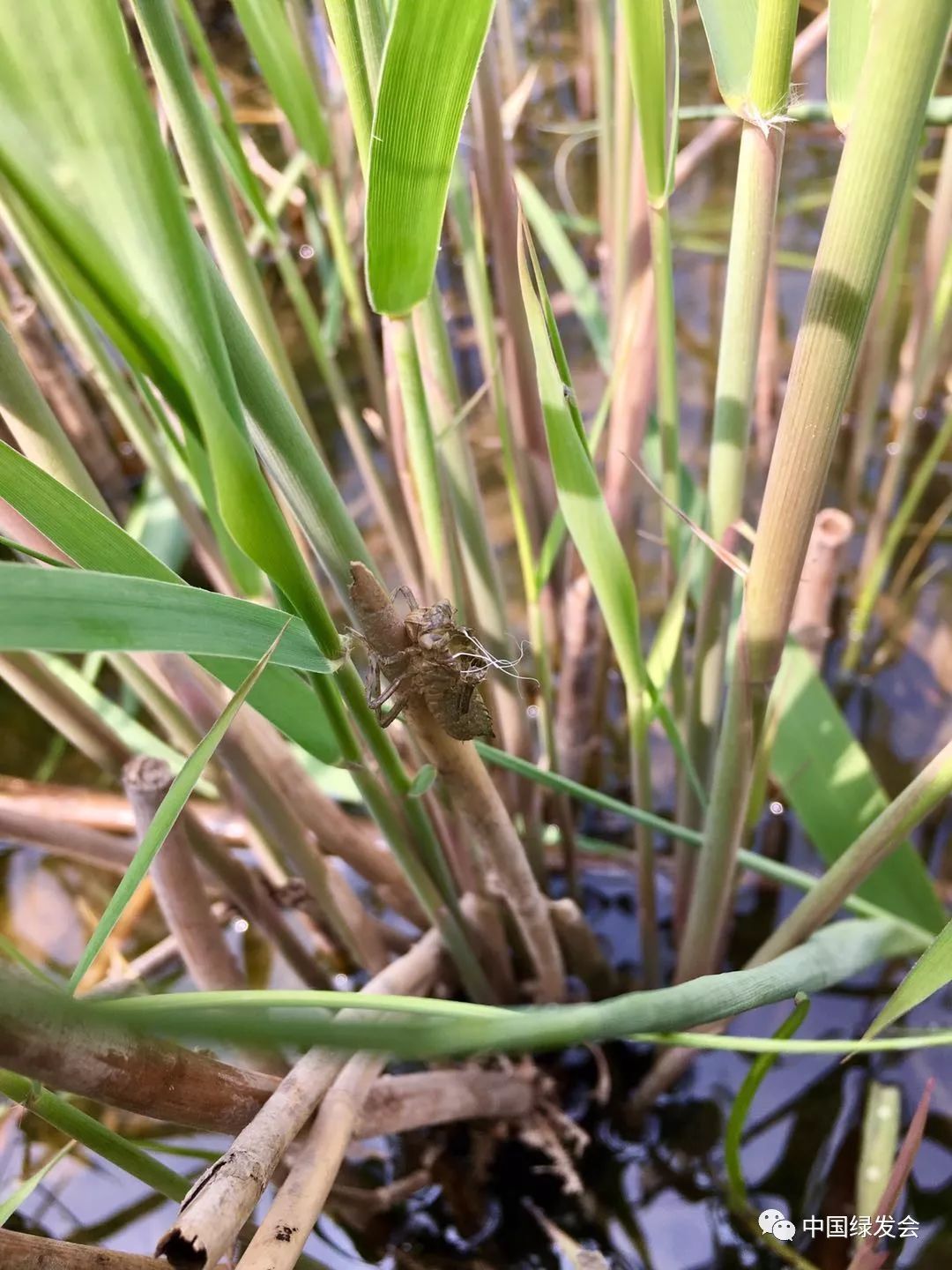 低斑蜻羽化壳(来源天津蜻蜓保护志愿者摄于2019年4月)