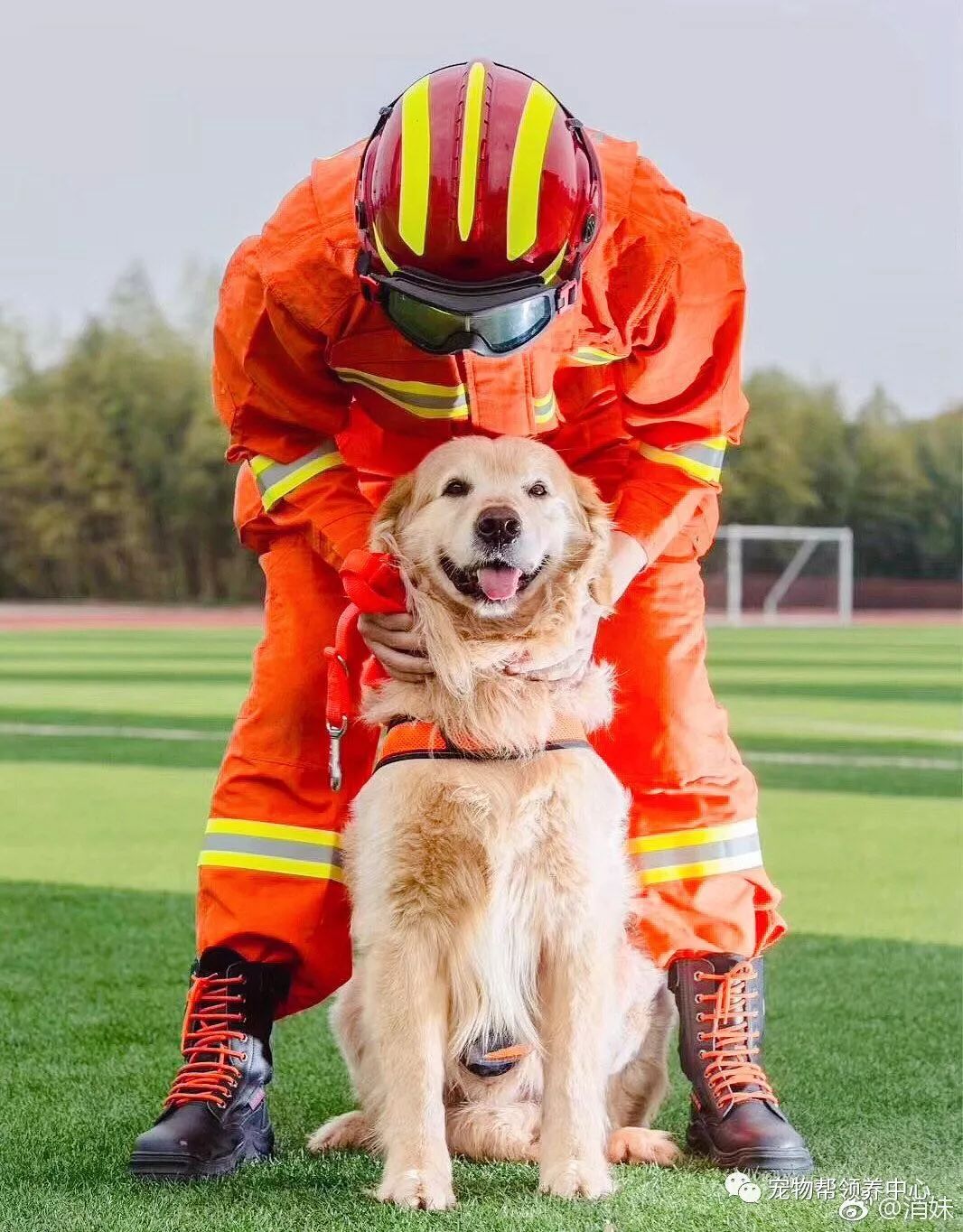 转发宜宾6级地震11只搜救犬火速赶往前线请记住这些无言英雄