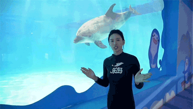 2019海豚音乐节和大海一起听 2019海豚音乐节和大海一起听