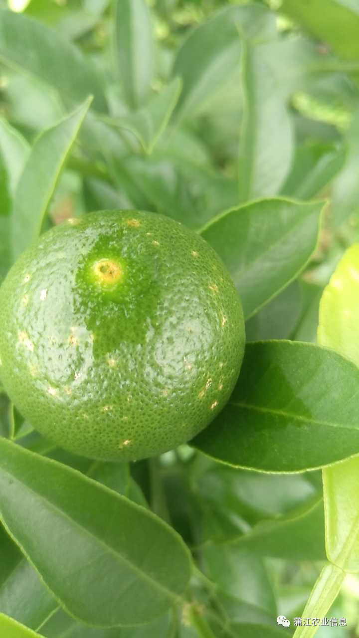 阴雨连连,柑橘褐斑病频发,请抓紧防范!