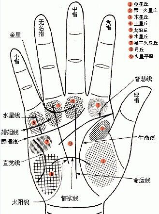 从你手纹中的智慧线看一个人的头脑灵不灵活,你的呢?