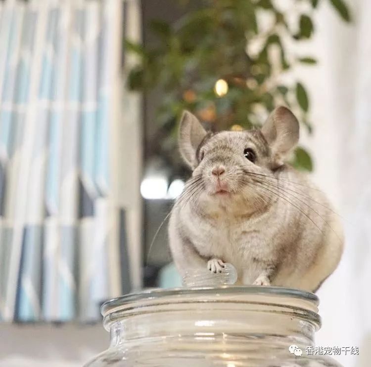 龙猫到处乱尿是为什么?