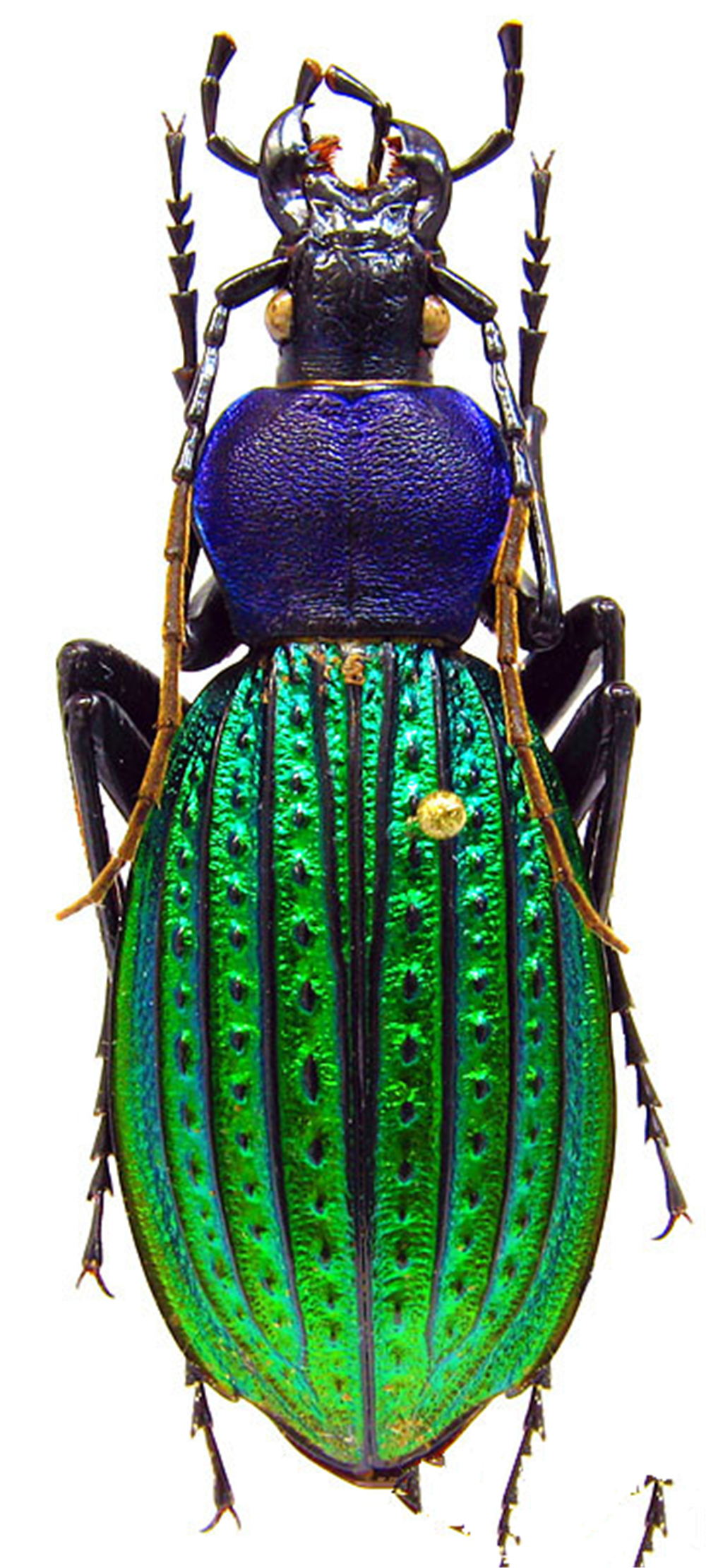 浙江雁荡山出现一种昆虫,甲壳坚硬像绿宝石,蝎子毒刺对它都没用