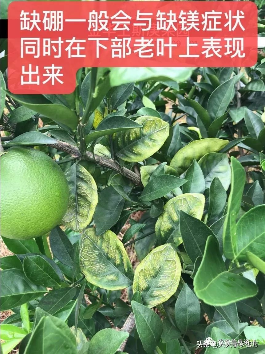 【柑橘缺硼】柑橘缺硼症的矫治方法