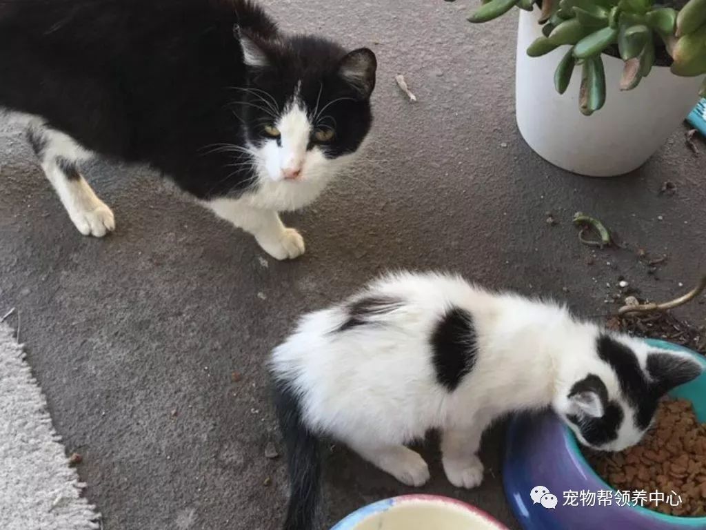 每天等饭的流浪猫突然失踪,几周后它带来了一个惊喜