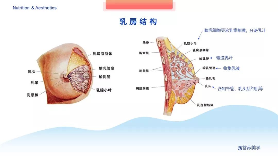 指南告诉你,如何科学母乳喂养?