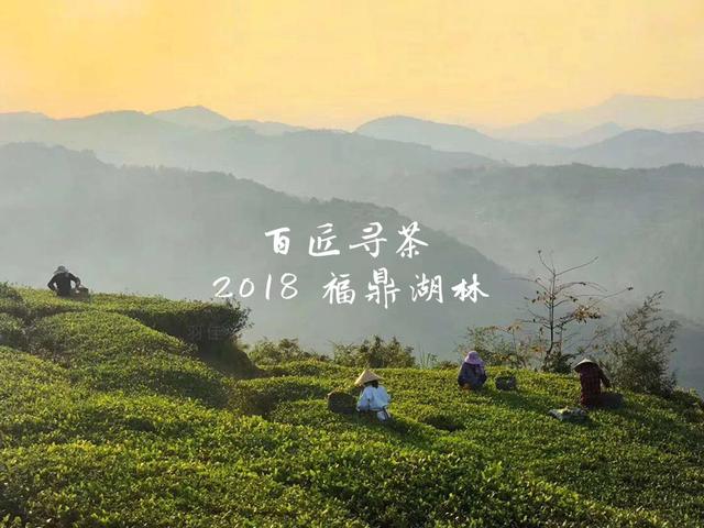 大山里的古老村落,磻溪湖林国营茶厂深藏的白茶记忆
