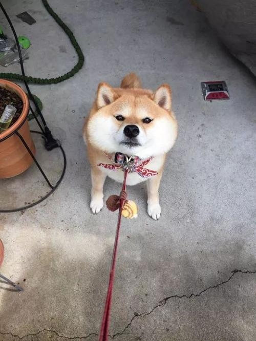 表情萌宠世界:柴犬,一只想想的图鉴爸妈家行走表情包图片