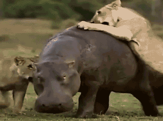 搞笑gif:猴哥也有失误的时候啊,猴哥有点蛋疼!