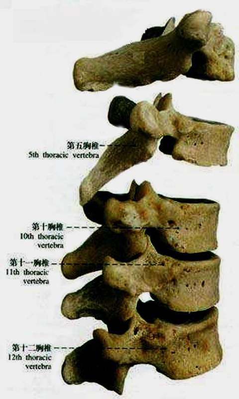 03胸椎图片(侧面看)02胸椎图片(侧面看)01胸椎图片00胸椎古人说"背脊