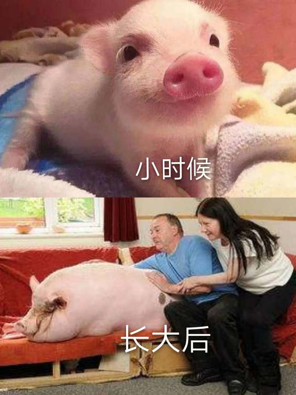  确认过你的脸，你是猪