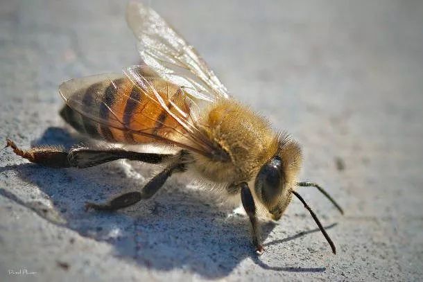 20种无处不在又超级恐怖的昆虫！慎入！！