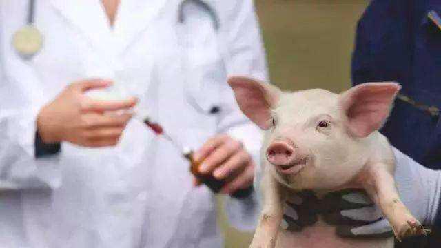 人造肉时代将来临：60天可造5000吨肉，三家公司获比尔盖茨投资