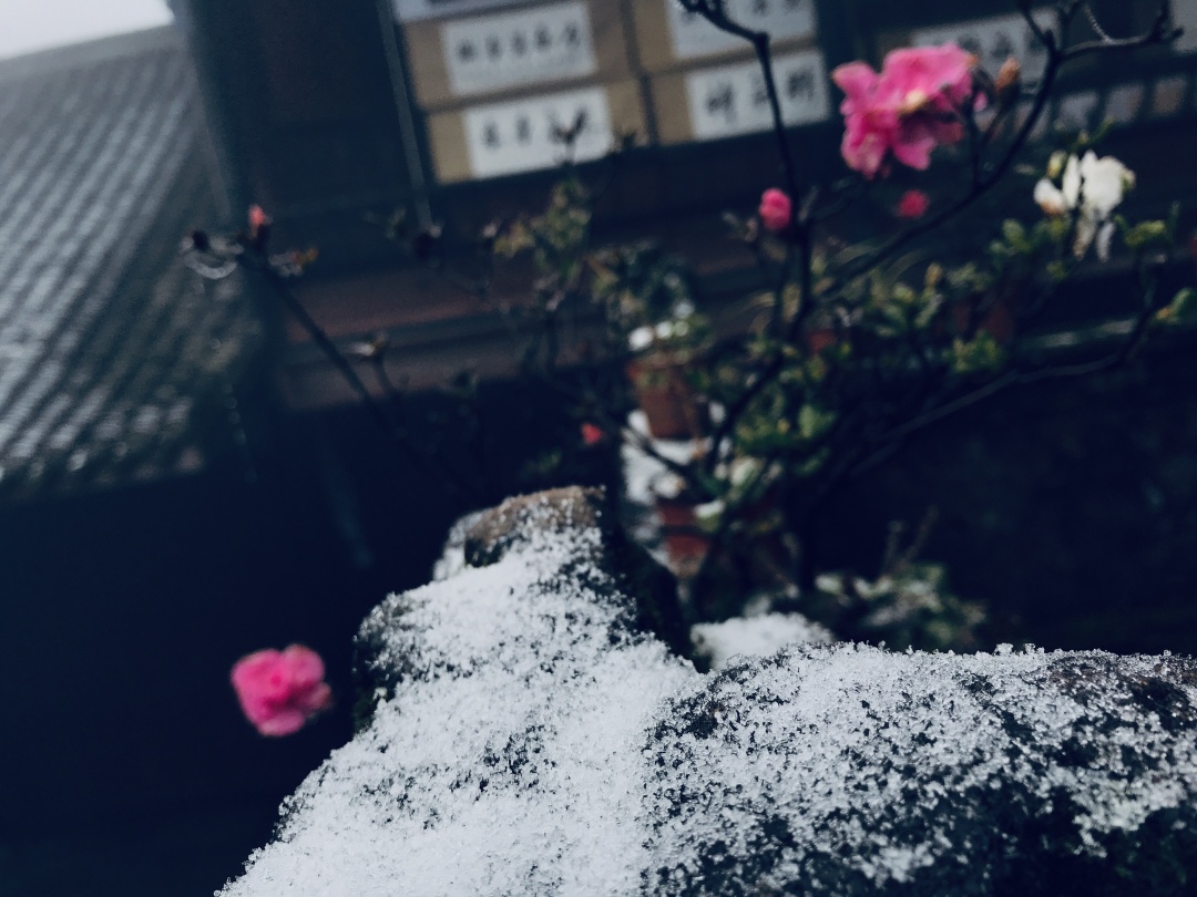 乱逛 如果下雪，我就想跑进青城山的迷雾