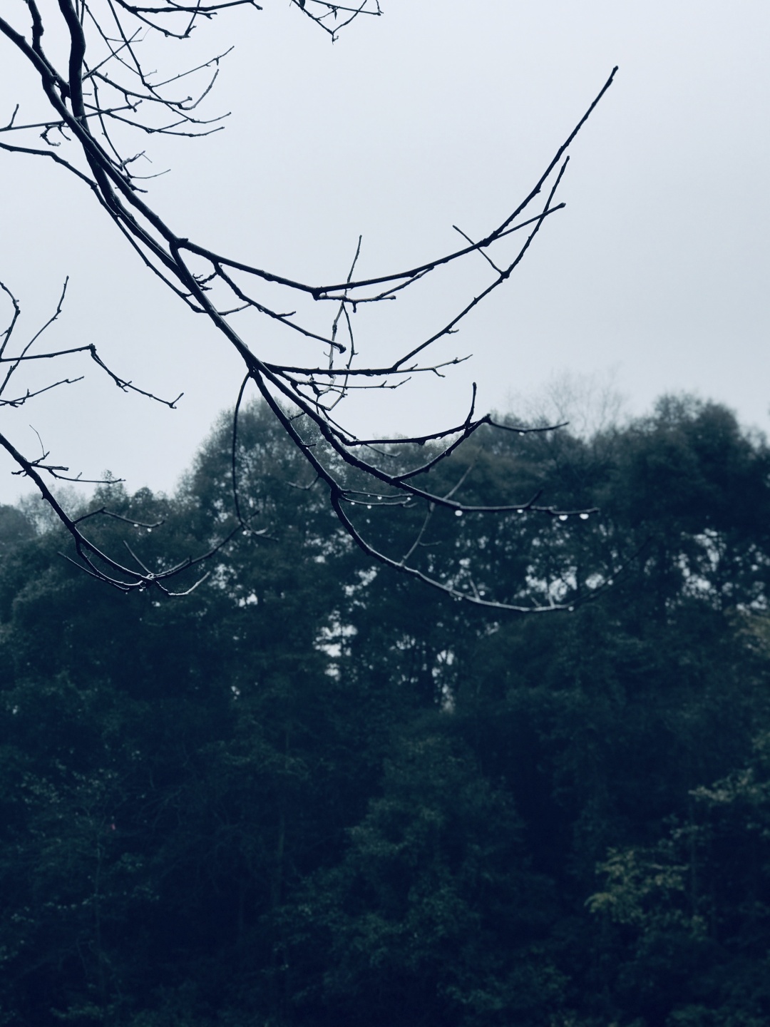 乱逛 如果下雪，我就想跑进青城山的迷雾