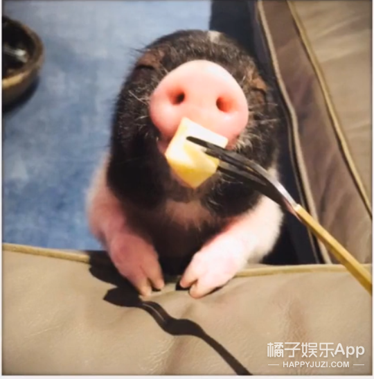 他家的猪可以盖章是猪圈顶流了吧？