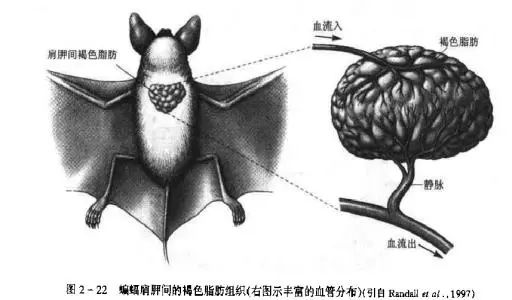 收手吧！李湘把自己裹成女版高晓松，不知道穿得越厚减肥越难？