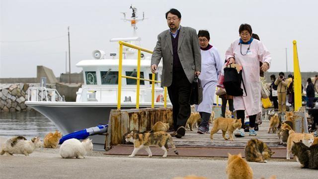 日本猫岛上猫比人多,吸引大量游客前往