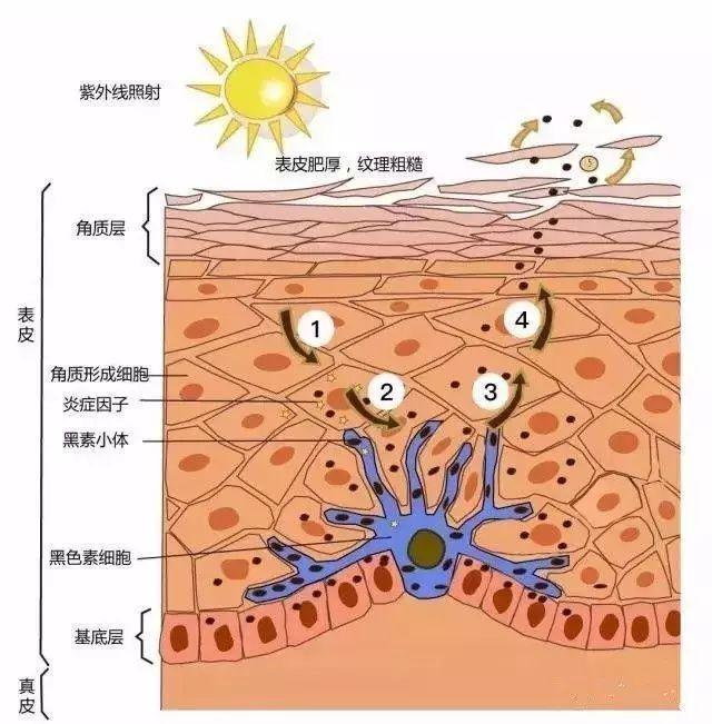 年度奇迹？关晓彤已经白到跟宋祖儿不分上下了