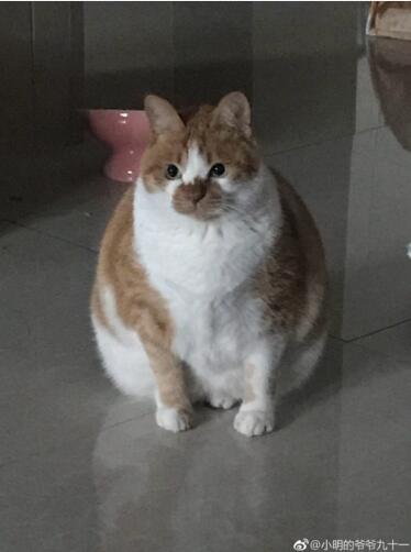 ÿǾͲ
