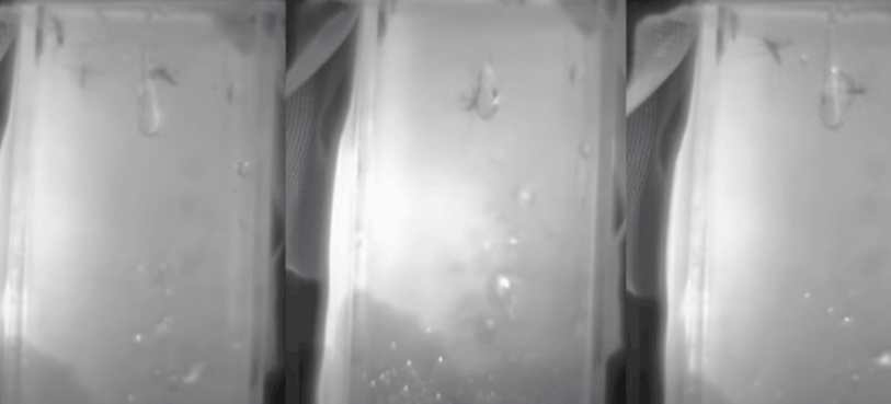 靠搞笑登上《nature》封面，他戴着马桶圈领“诺奖”