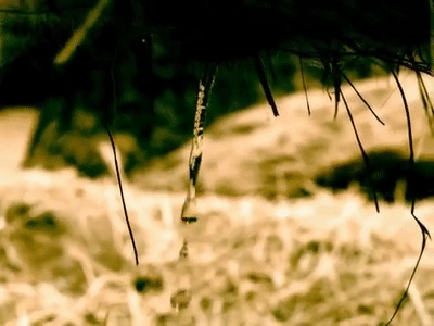 靠搞笑登上《nature》封面，他戴着马桶圈领“诺奖”