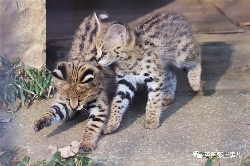 一对双胞胎薮猫宝宝和美少女薮猫妈妈这是什么天使画风