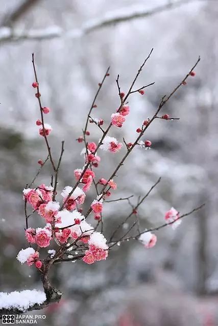 难得一见的雪中花,好美!