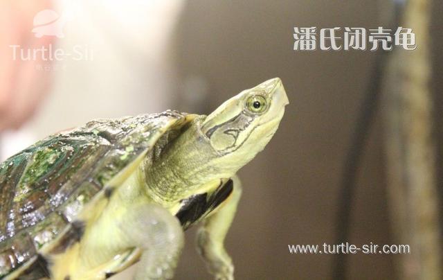 宠物龟的珍贵程度,金钱龟才第五,您可知第一是?「龟谷鳖老」