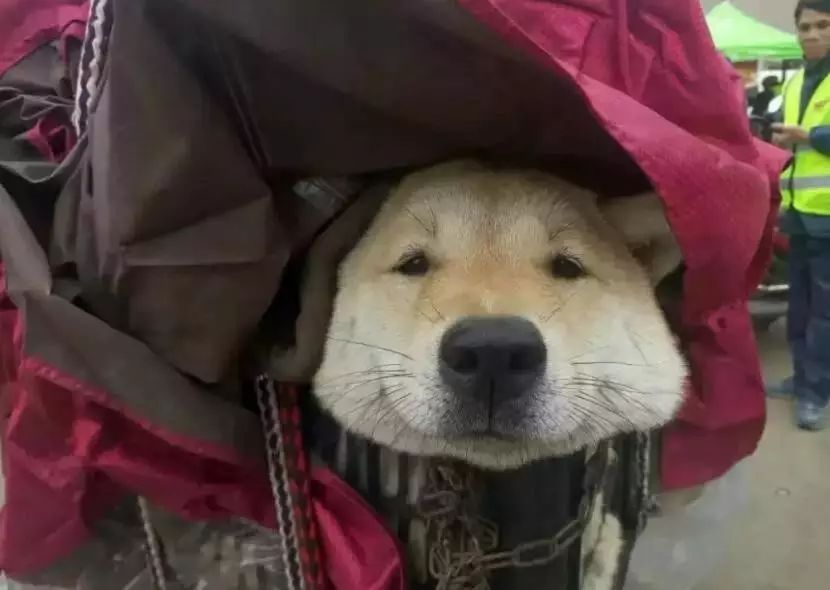 今年回家，我不再是一个人了！