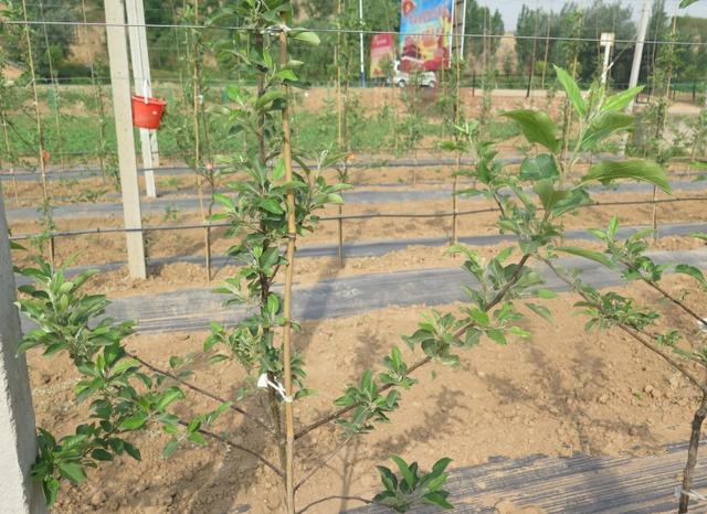 苹果树栽培技术|苹果树简化省工整形修剪法