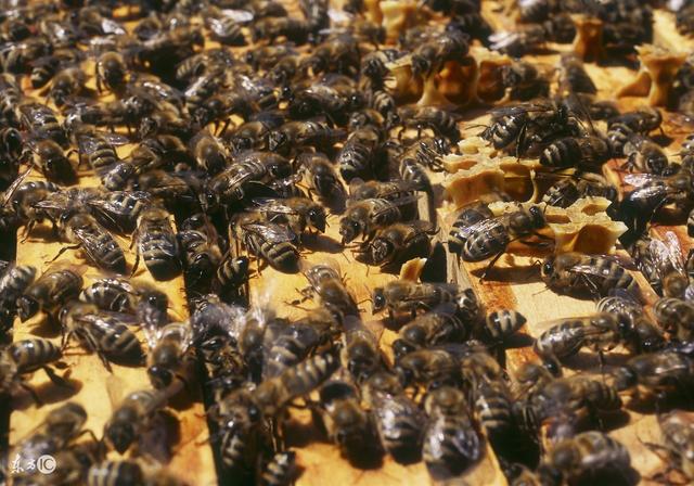 蜜蜂养殖技术 工蜂生物学习性