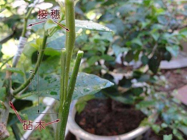 果头领 果树嫁接成活原理