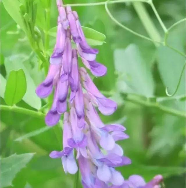 果树栽培高级技术 人工生草草种的选择