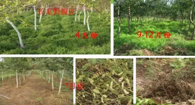 果树栽培高级技术 人工生草草种的选择