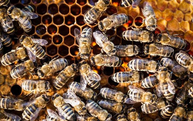 蜂头领 蜜蜂的生活习性