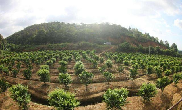 果树建园 生态果园的建设和模式