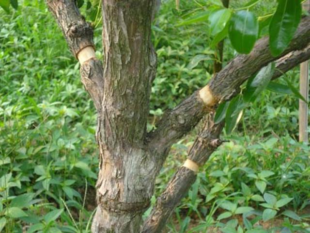果树整形修剪基础知识 生长期修剪(下)