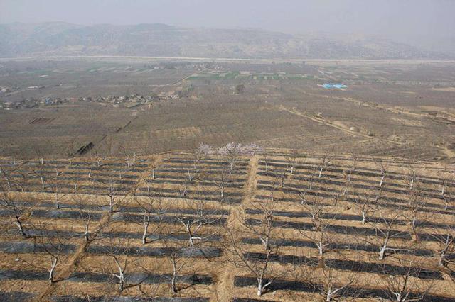 果树建园 旱作山地果树种植技术