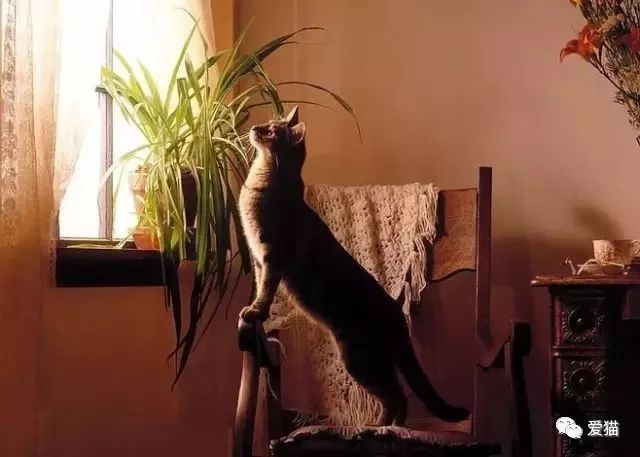 心痛!《中国特色四大养猫悲剧》让我们一起终结吧!