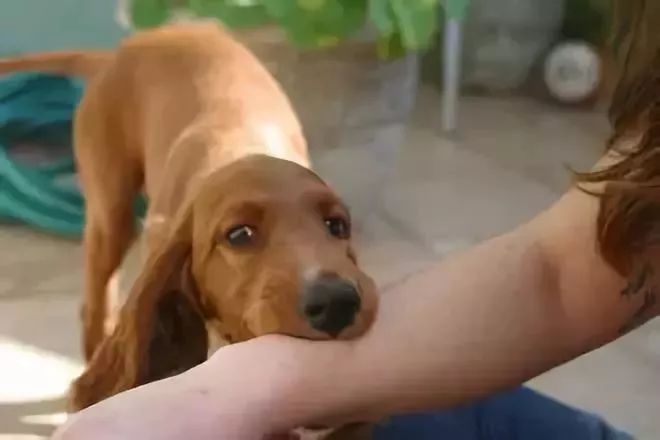 狗舔40天后,9岁孩子突然患狂犬病不幸死亡!实在太可怕
