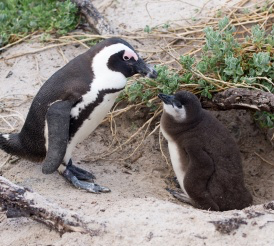 在上海工作17年,外国高管这样评价《流浪地球》
