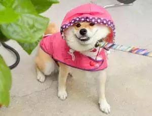 柴犬的屁股会说话?!请了解我可爱屁股背后的语言