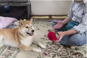 柴犬的屁股会说话?!请了解我可爱屁股背后的语言