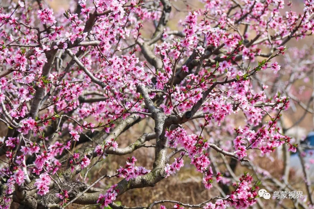 留念 而在威宁县龙场镇树舍村余家沟,桃花是充满人家烟火气和泥土