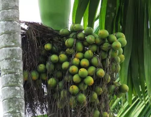 这个 6000 万人都在吃的食物,竟然是 1 级致癌物!