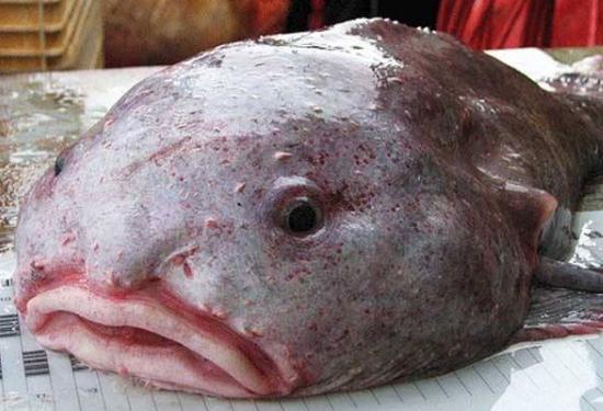 世界上最丑的鱼,没有之一