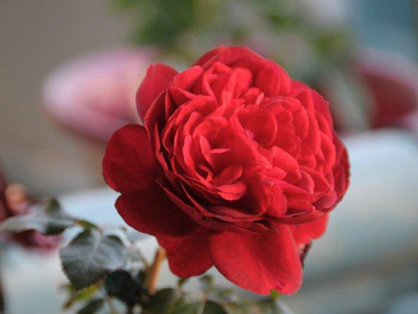 月季品种“玫瑰国度的天使”,单单就这名字,就足够让人向往了