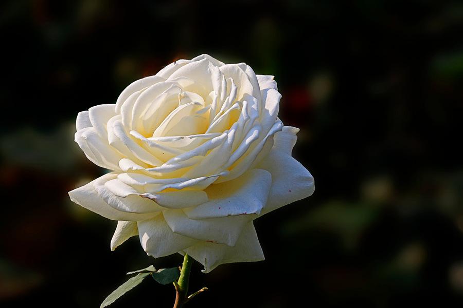 28f7e15b0d7c487d9afca6bb34449946.jpg